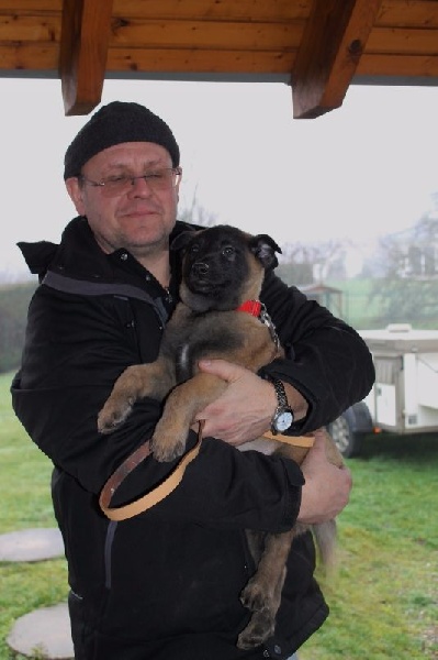 Du domaine saint loup - Berger Belge - Portée née le 14/11/2015