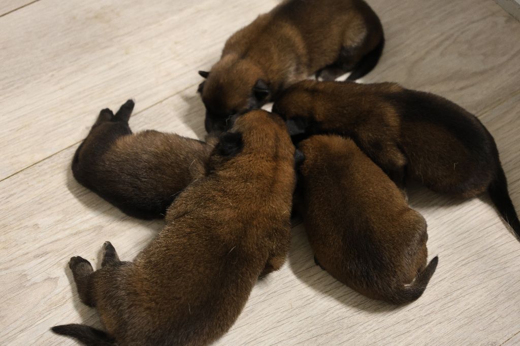 Du domaine saint loup - Chiots disponibles - Berger Belge