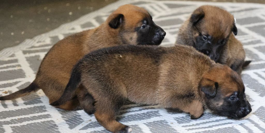 Du domaine saint loup - Chiots disponibles - Berger Belge