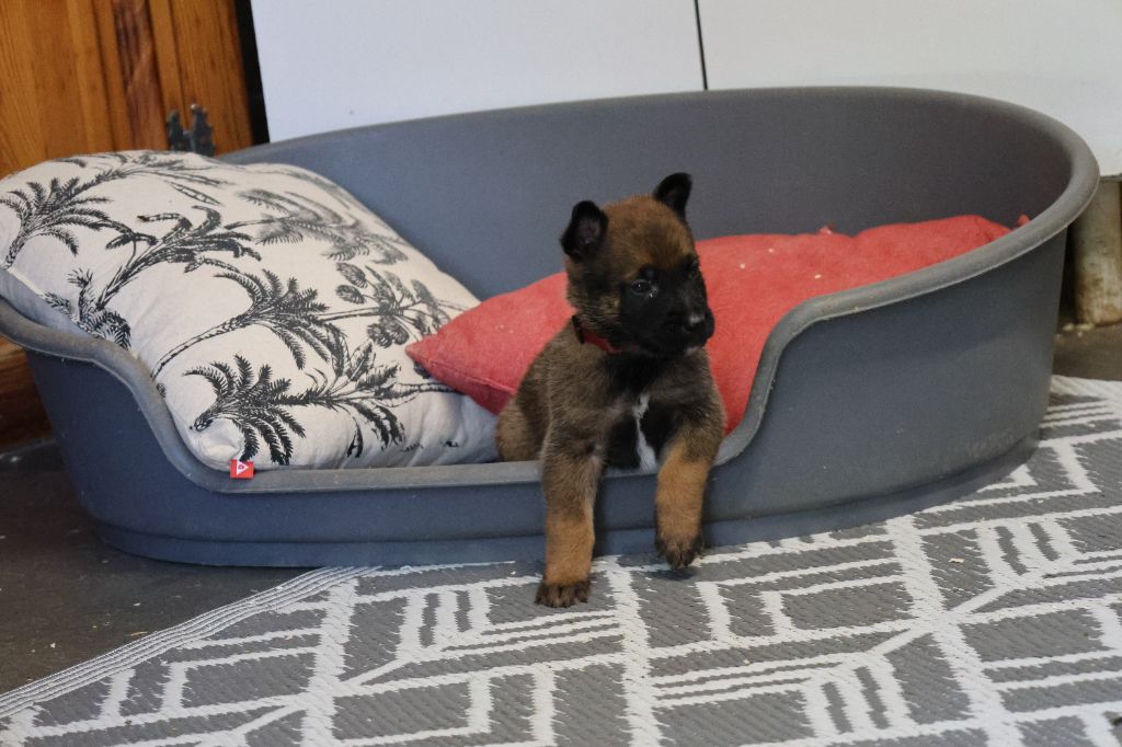Du domaine saint loup - Chiots disponibles - Berger Belge