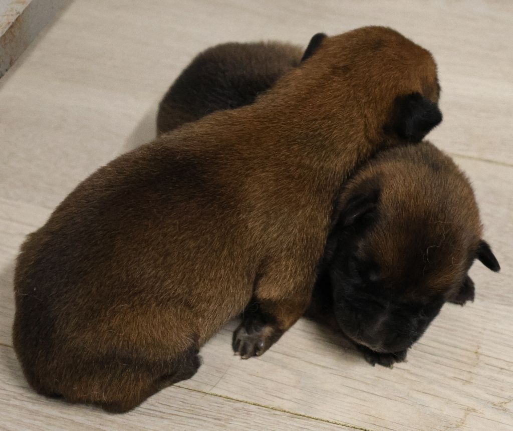 Du domaine saint loup - Chiots disponibles - Berger Belge